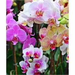 Broderie Diamant <br> Orchidées Multicolore