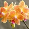 Broderie Diamant <br> Orchidées Oranges