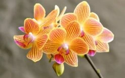 Broderie Diamant <br> Orchidées Oranges