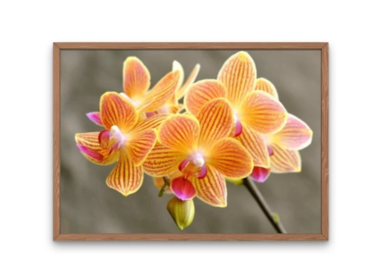 Broderie Diamant <br> Orchidées Oranges 4 Broderie Diamant <br> Orchidées Oranges – Image 2