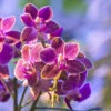 Broderie Diamant <br> Orchidées Photographie