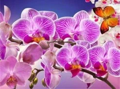 Broderie Diamant <br> Orchidées Rayées