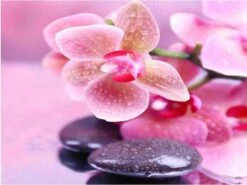 Broderie Diamant <br> Orchidées Roses Pâles Et Galets