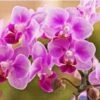 Broderie Diamant <br> Orchidées Soyeuses