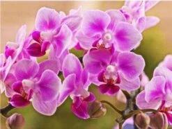 Broderie Diamant <br> Orchidées Soyeuses