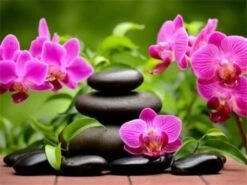 Broderie Diamant <br> Orchidées Violettes Et Galets