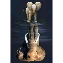 Broderie Diamant <br> Petit Éléphant Et Son Reflet
