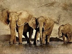 Broderie Diamant <br> Photo D'Éléphants