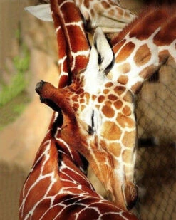 Broderie Diamant <br> Repos Des Girafes