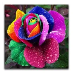 Broderie Diamant Rose Pétales Arc En Ciel