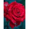 Broderie Diamant <br> Rose Rouge Et Goutte D'Eau