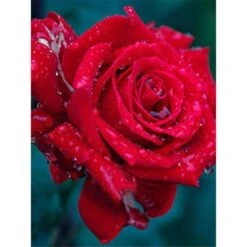 Broderie Diamant <br> Rose Rouge Et Goutte D'Eau
