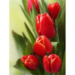 Broderie Diamant <br> Tulipes Rouges