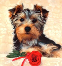 Broderie Diamant <br> Yorkshire Terrier